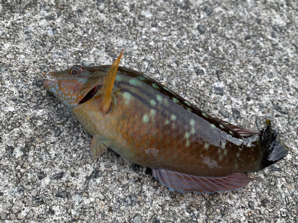 小魚
